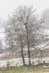 234 - DUO SOUS LA NEIGE - AT NATHALIE - france <div : TLN, arbre, hiver, neige